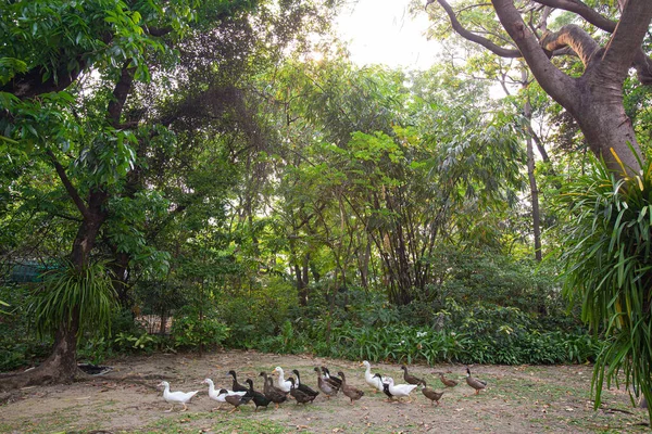 Bir Ördek Sürüsü Sabah Ormanda Yiyecek Bulmak Için Dışarı Çıktı — Stok fotoğraf