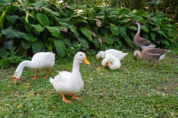 Flock Ducks Chinese Goose Came Out Find Food Morning Forest — Stock Photo, Image