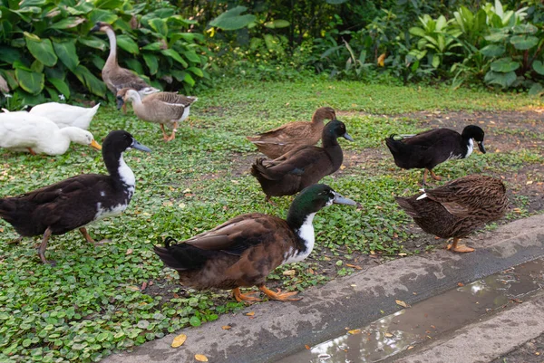 早上有一群鸭子出来在森林里觅食 — 图库照片