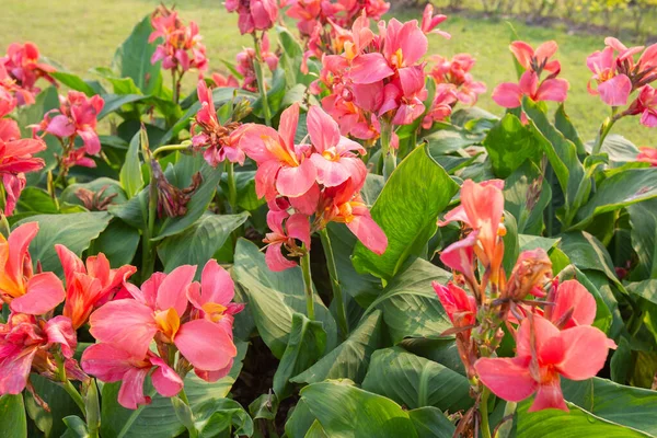Duży Zbliżenie Różowy Canna Lilia Kwiaty Kwitnące Jasny Poranek — Zdjęcie stockowe