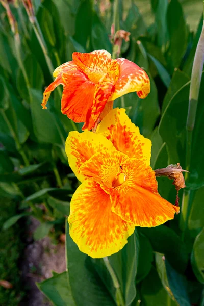Gran Primer Plano Colorido Canna Lirio Flores Que Florecen Mañana — Foto de Stock