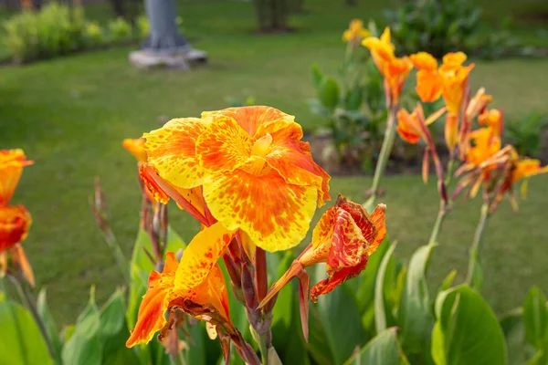 Duży Zbliżenie Kolorowe Canna Lilia Kwiaty Kwitnące Jasny Poranek — Zdjęcie stockowe