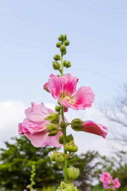 Büyük yakın plan güzel pembe Hollyhock çiçekleri parlak bir sabahta çiçek tarlalarına ekilir.