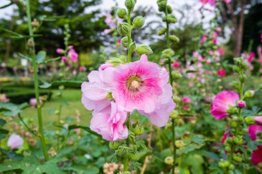 Büyük yakın plan güzel pembe Hollyhock çiçekleri parlak bir sabahta çiçek tarlalarına ekilir.