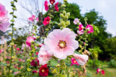 Büyük yakın plan güzel pembe Hollyhock çiçekleri parlak bir sabahta çiçek tarlalarına ekilir.