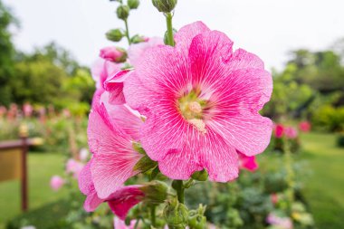 Büyük yakın plan güzel pembe Hollyhock çiçekleri parlak bir sabahta çiçek tarlalarına ekilir.