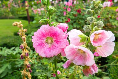 Büyük yakın plan güzel pembe Hollyhock çiçekleri parlak bir sabahta çiçek tarlalarına ekilir.