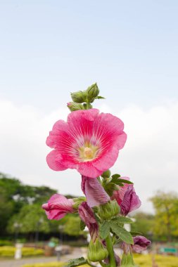 Büyük yakın plan güzel pembe Hollyhock çiçekleri parlak bir sabahta çiçek tarlalarına ekilir.