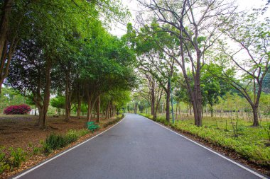 Parktaki olgun ağaçların gölgelediği uzun yürüyüş ve koşu yolları