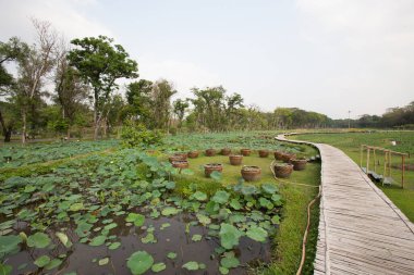 Bambudan yapılmış bir patika büyük bir parktaki nilüfer havuzuna çıkar.