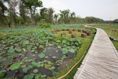 Bambudan yapılmış bir patika büyük bir parktaki nilüfer havuzuna çıkar.