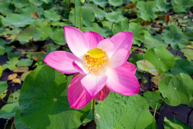 Nelumbo Nucifera ya da kutsal nilüfer çiçeği ya da Hint lotusu ya da güzel bir nilüfer havuzunda basit bir lotus.