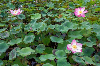 Nelumbo nucifera ya da kutsal nilüfer ya da Hint lotusu ya da güzel bir nilüfer havuzunda basit bir nilüfer.