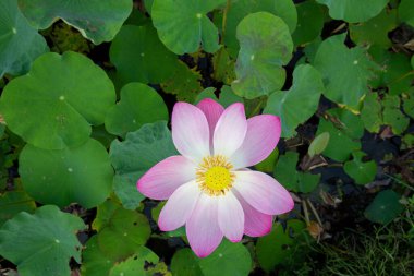 Nelumbo Nucifera ya da kutsal nilüfer çiçeği ya da Hint lotusu ya da güzel bir nilüfer havuzunda basit bir lotus.