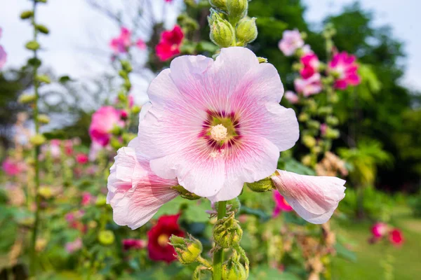 在一个明亮的早晨 在花坛上栽种着美丽的粉红荷花 — 图库照片
