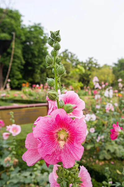 Великий Крупним Планом Красиві Рожеві Квіти Холліхока Посаджені Клумбах Яскравий — стокове фото