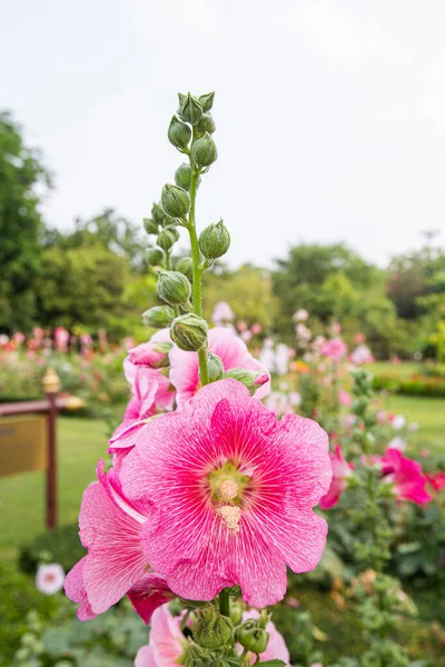 Grande Closeup Belas Flores Rosa Hollyhock Plantadas Canteiros Flores Uma — Fotografia de Stock