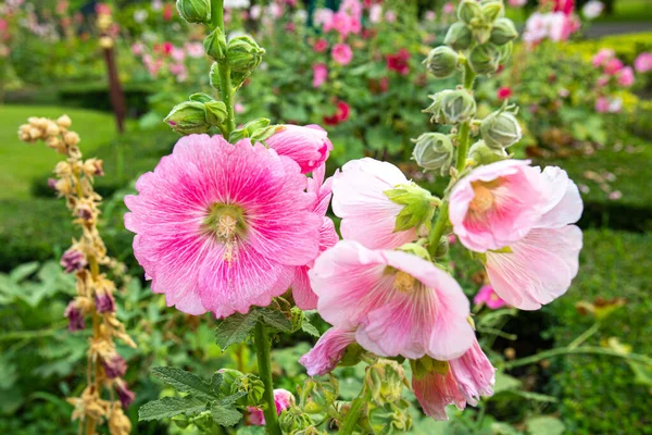 Великий Крупним Планом Красиві Рожеві Квіти Холліхока Посаджені Клумбах Яскравий — стокове фото