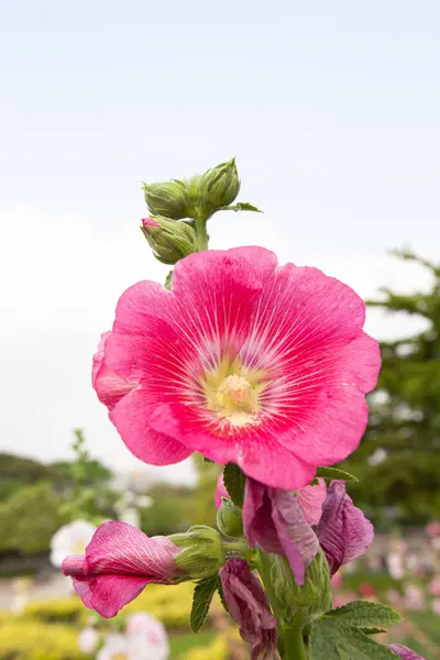 Grande Closeup Belas Flores Rosa Hollyhock Plantadas Canteiros Flores Uma — Fotografia de Stock
