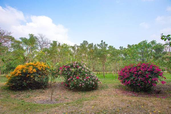 Färgglada Bougainvillea Glabra Blommor Morgonen Stor Park — Stockfoto