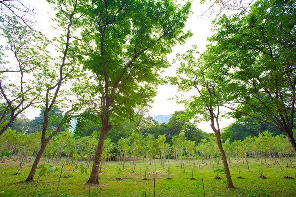 stock image Newly planted trees of various ages in the big park