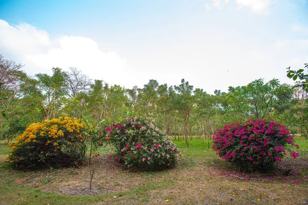 Πολύχρωμα Λουλούδια Bougainvillea Glabra Πρωί Μεγάλο Πάρκο — Φωτογραφία Αρχείου