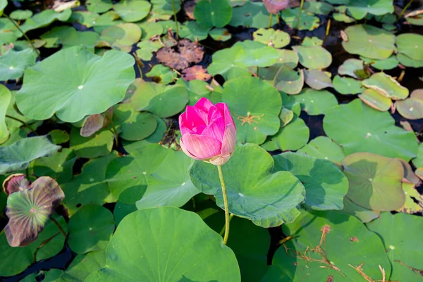 Yakın çekim Nelumbo nucifera ya da kutsal nilüfer çiçeği ya da Hint lotusu ya da güzel bir nilüfer havuzunda basit bir lotus.