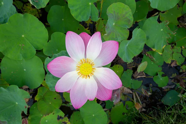 Big Closeup Nelumbo Nucifera Sacred Lotus Indian Lotus Simply Lotus — Stock Photo, Image