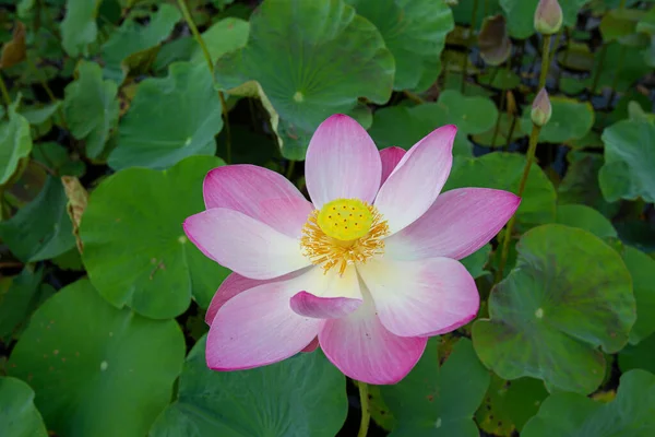 Nelumbo Nucifera ya da kutsal nilüfer çiçeği ya da Hint lotusu ya da güzel bir nilüfer havuzunda basit bir lotus.