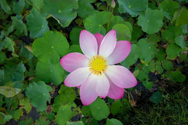Big Closeup Nelumbo Nucifera Sacred Lotus Indian Lotus Simply Lotus — Stock Photo, Image