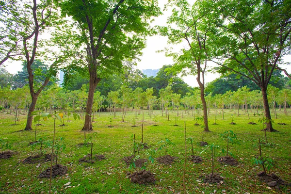 Árvores Recém Plantadas Várias Idades Grande Parque Fotografias De Stock Royalty-Free