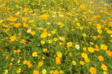 Bahçede bir sürü sülfür kozmosu var.