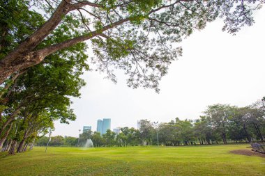 Olgun ağaçlarla çevrili büyük bir çimen parkta gölge sağlar.