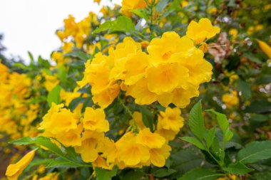 Yakın plan Büyük parkta sarı yaşlı çiçekler