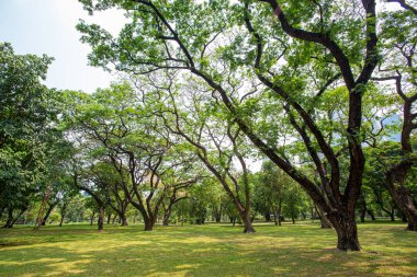 Olgun ağaçlarla çevrili büyük bir çimen parkta gölge sağlar.