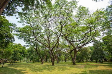 Olgun ağaçlarla çevrili büyük bir çimen parkta gölge sağlar.