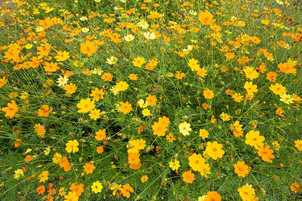 Bahçede bir sürü sülfür kozmosu var.