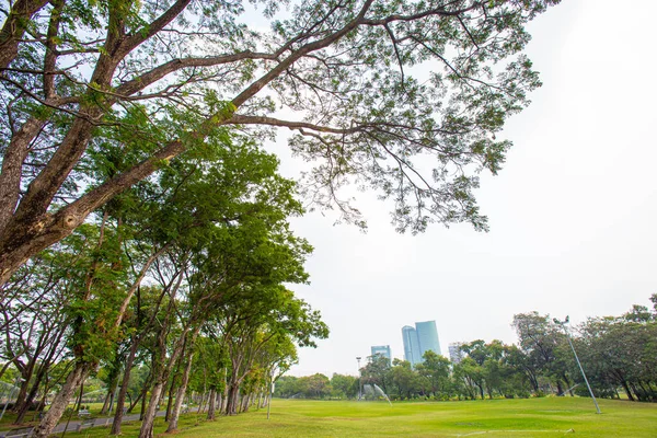 Olgun ağaçlarla çevrili büyük bir çimen parkta gölge sağlar.