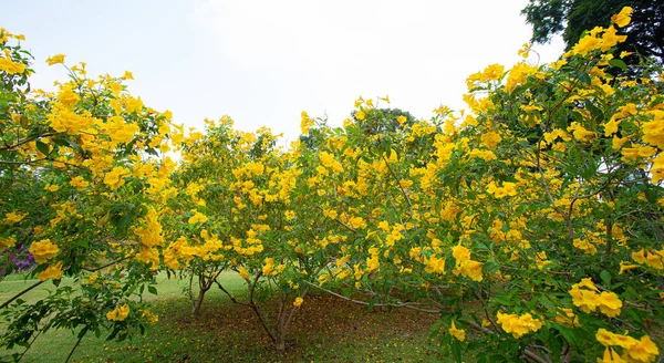 Yellow Elder Flowers Big Park — Stock Photo, Image
