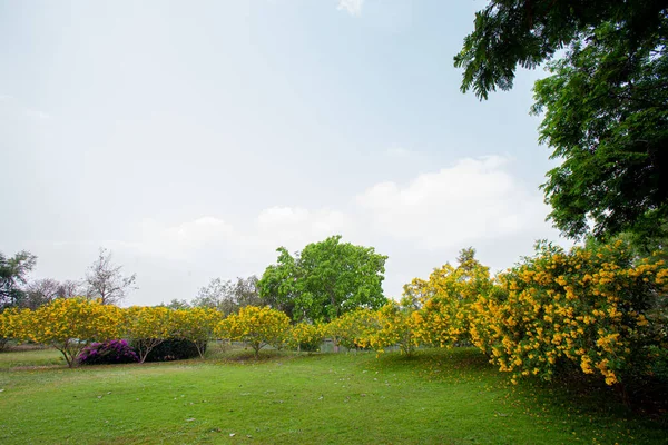 Κίτρινα Δέντρα Λουλούδια Στο Μεγάλο Πάρκο — Φωτογραφία Αρχείου