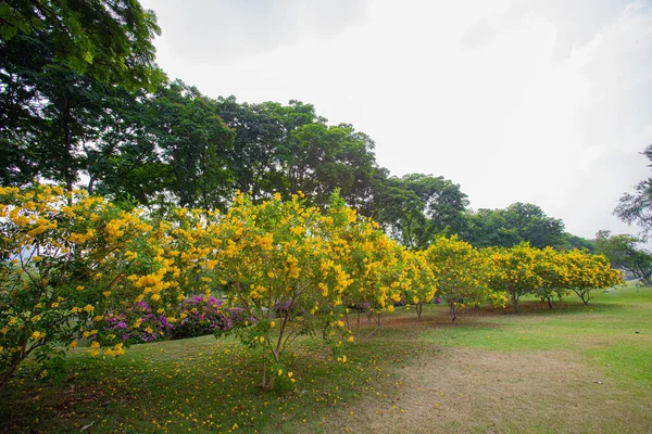 大公园里的黄树 — 图库照片