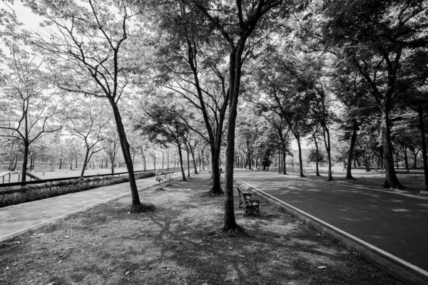 Ασπρόμαυρα Όμορφα Μονοπάτια Περιτριγυρισμένα Από Δέντρα Προσφέρουν Σκιά Στο Πάρκο — Φωτογραφία Αρχείου