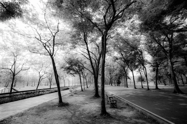 Fekete Fehér Gyönyörű Sétautak Fákkal Körülvéve Árnyékot Nyújtanak Parkban Infravörös — Stock Fotó