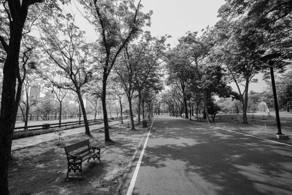 Siyah Beyaz Ağaçlarla Çevrili Güzel Yürüyüş Yolları Parkta Gölge Sağlar — Stok fotoğraf