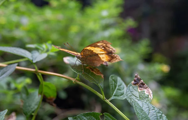 Close Cupha Mooie Vlinder Een Tak Het Midden Van Tuin — Stockfoto