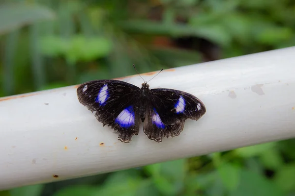 Yakın Plan Mavi Kelebeği Beyaz Demir Bir Korkuluğa Tünemişti — Stok fotoğraf