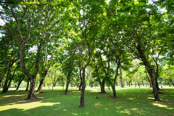 Veel Grote Bomen Zorgen Voor Schaduw Het Grote Park — Stockfoto