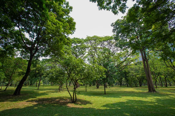 一个被成熟的树木环绕的大草坪为公园提供了阴影 — 图库照片