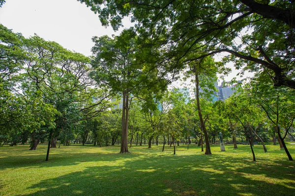 Een Groot Grasveld Omringd Door Volwassen Bomen Zorgt Voor Schaduw — Stockfoto