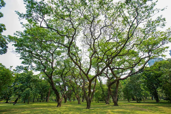 Великий Газон Оточений Зрілими Деревами Забезпечує Тінь Парку — стокове фото